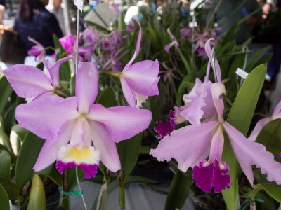 Intl Orchid Show _33.jpg