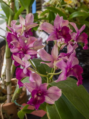 Intl Orchid Show _36.jpg