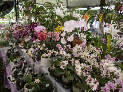 Intl Orchid Show _38.jpg