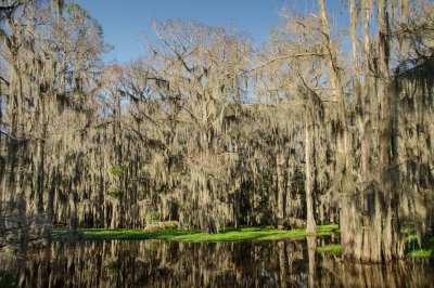 Caddo Lake.jpg