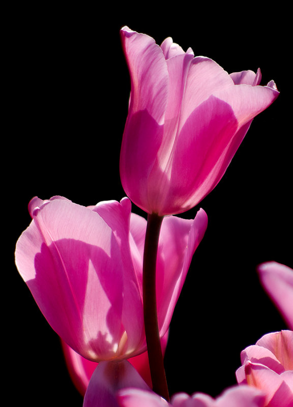 Evening Tulips