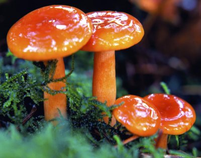 Orange Mushrooms