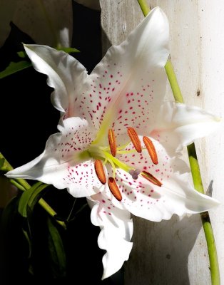 Stargazer Lily