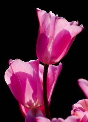 Evening Tulips