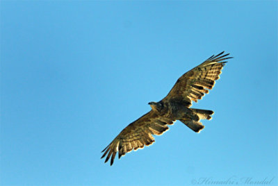 Raw 64 DSC_0194 Oriental honey Buzzard.jpg