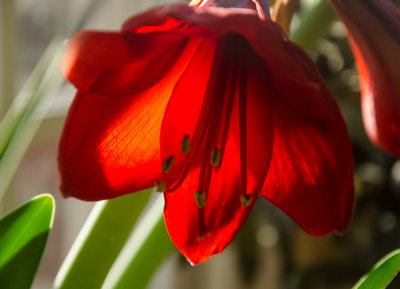 Amaryllis in kitchen window