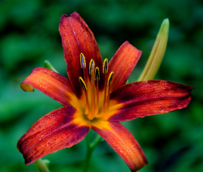 Lily
