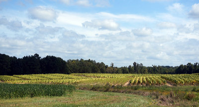 Granville County crops