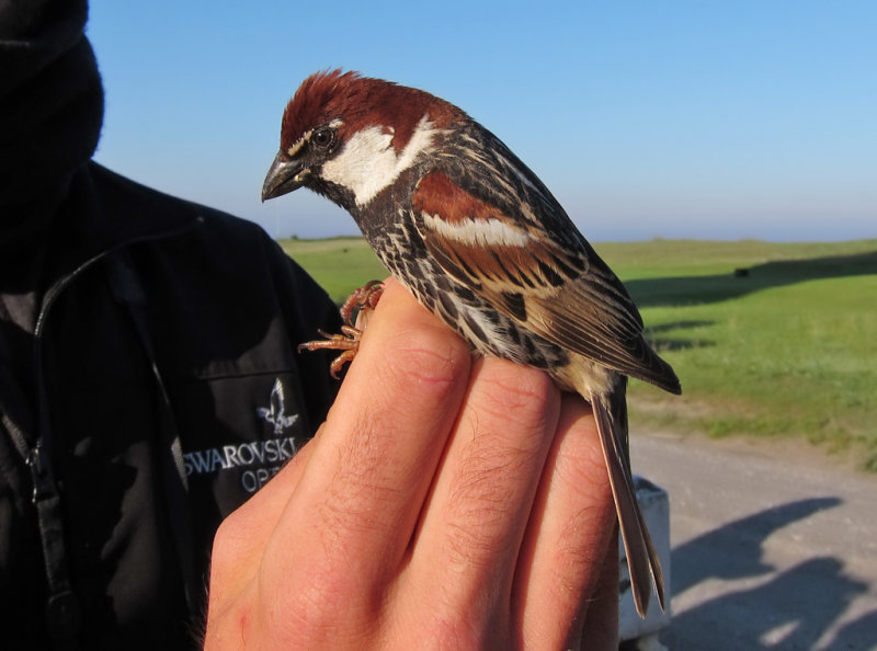 Spansk sparv - Spanish Sparrow (Passer hispaniolensis)