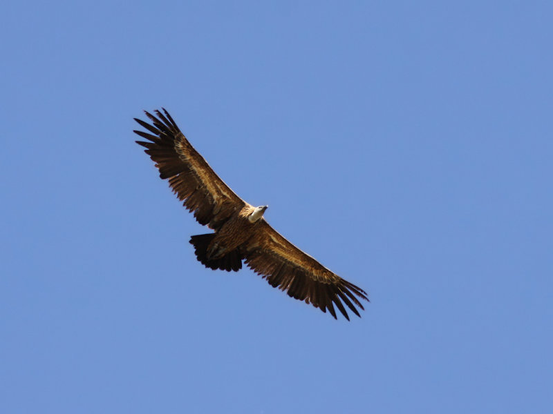 Gsgam - Griffon Vulture (Gyps fulvus)