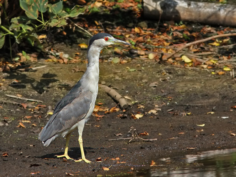 Black-crowned Night Heron (Nycticorax nycticorax)