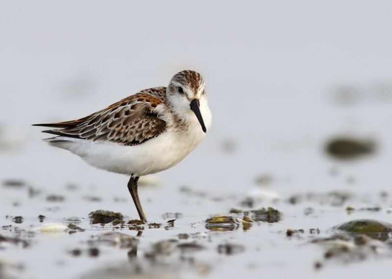 Western Sandpiper (Calidris mauri) 