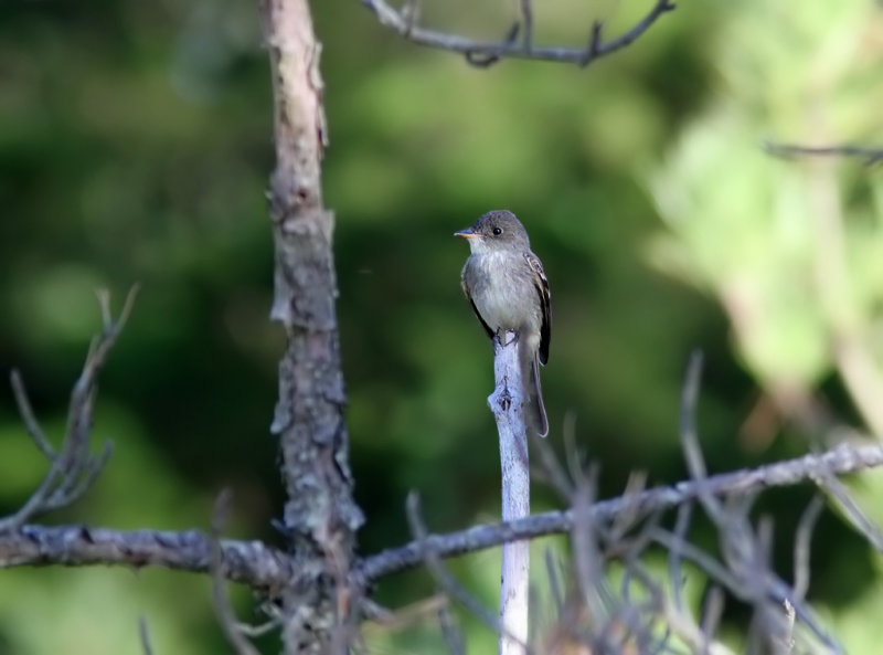 Eastern Wood-Pewee - (Contopus virens)