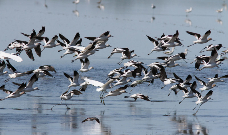 American avocet - (Recurvirostra americana) 