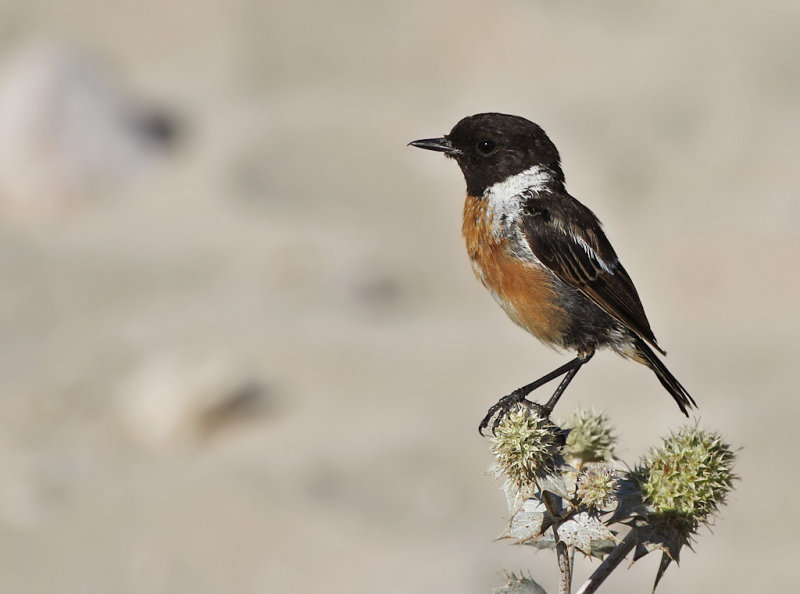 Svarthakad buskskvtta - Common Stonechat (Saxicola torquatus) 