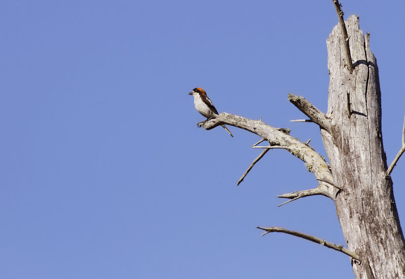 Rdhuvad trnskata - Woodchat Shrike (Lanius senator ssp badius)