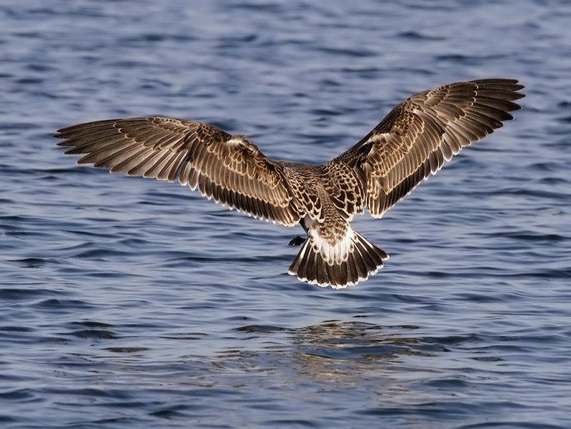 Rdnbbad trut - Audouins gull (Ichthyaetus audouinii) 