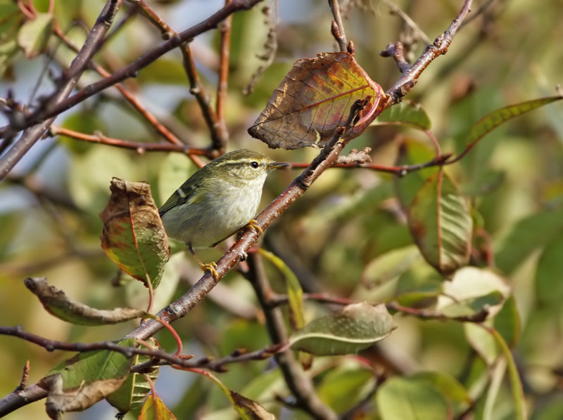 Tajgasngare - Yellow-browed Warbler (Phylloscopus inornatus) 