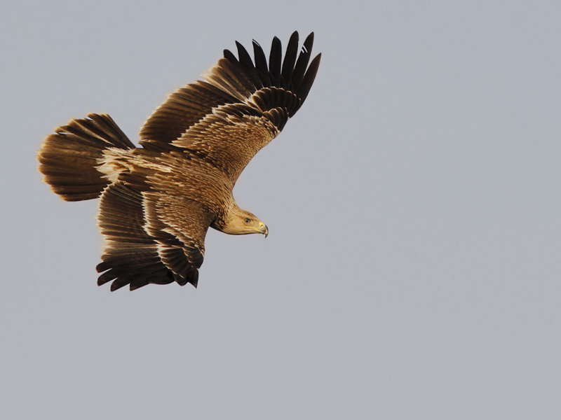 Kejsarrn - Eastern Imperial Eagle (Aquila heliaca)