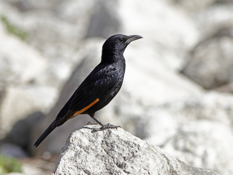 Tristrams Starling (Onychognathus tristramii) 