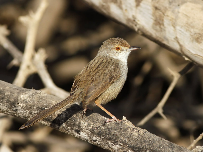 Graceful Prinia (Prinia gracilis)