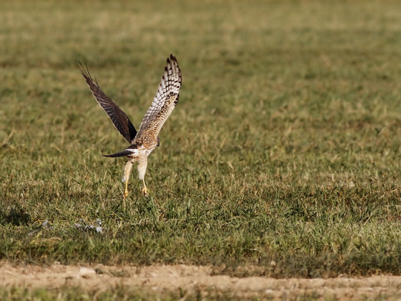 Montagus harrier (Circus pygargus)