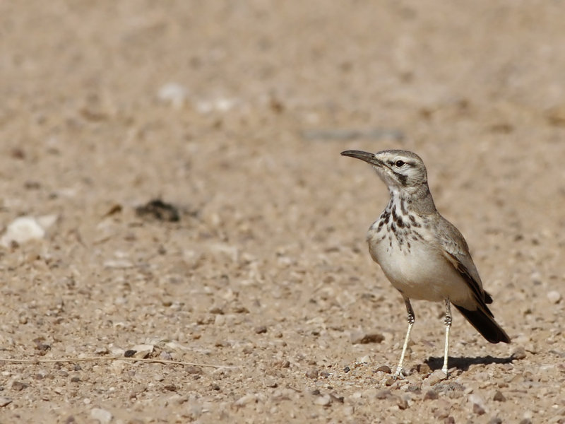 Greater Hoopoe-Lark (Alaemon alaudipes) 