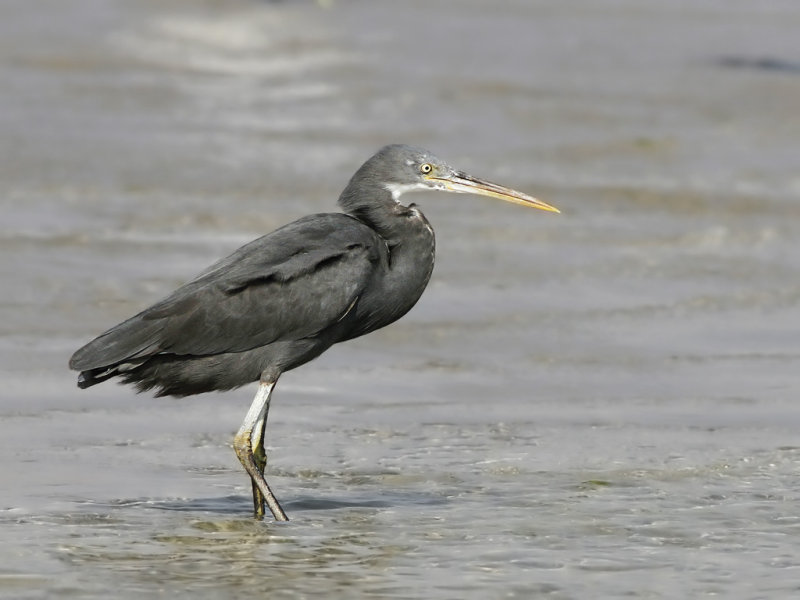 Western Reef Heron (Egretta gularis)