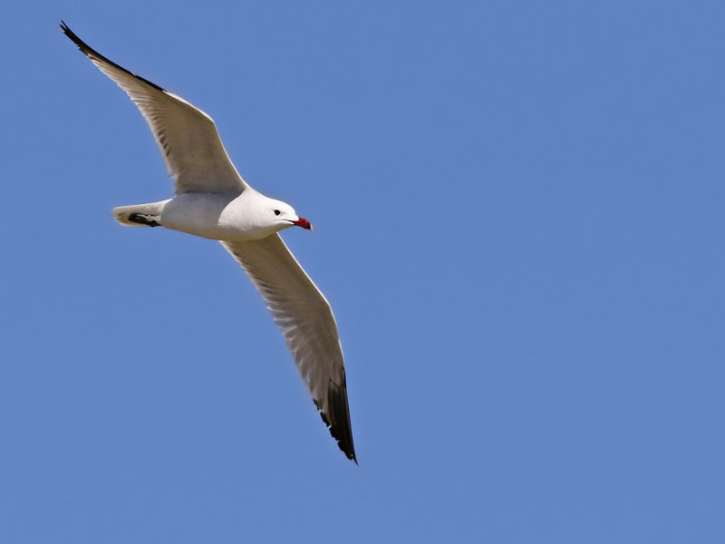 Audouins gull (Ichthyaetus audouinii)