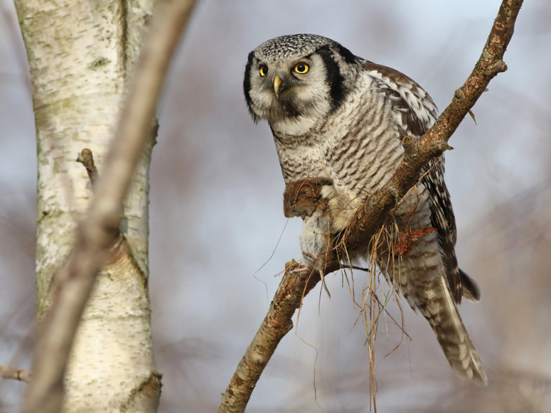 Northern Hawk-Owl (Surnia ulula)