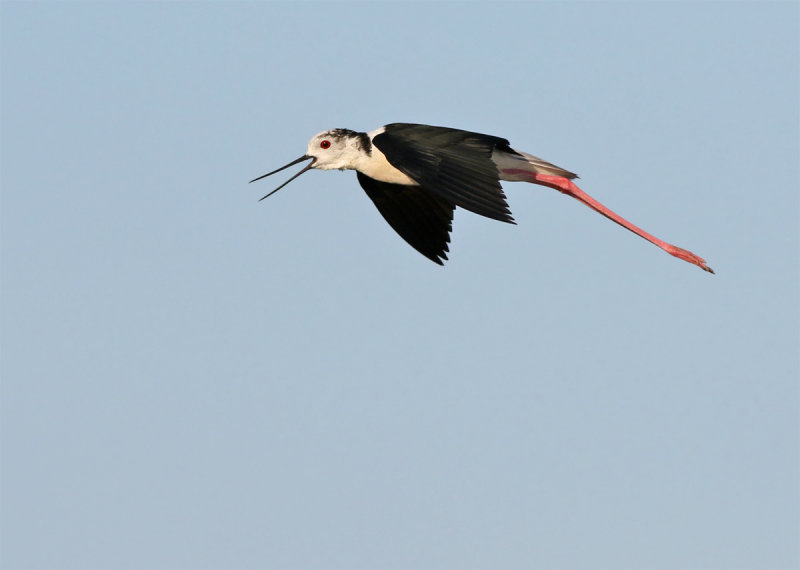 Black-winged Stilt (Himantopus himantopus) 