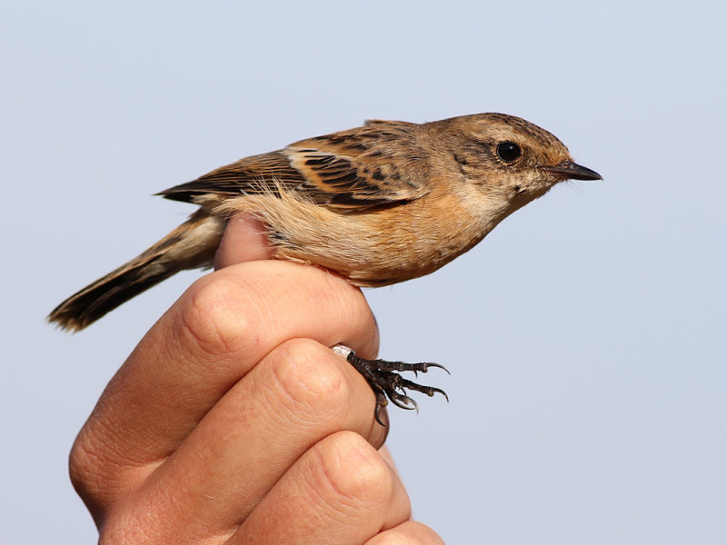 Stejnegers Stonechat (Saxicola stejnegeri)