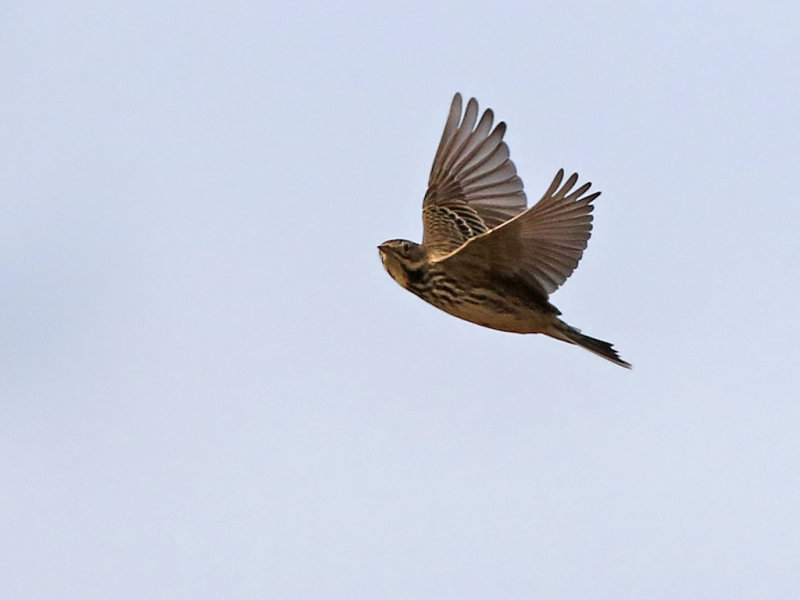 Red-throated pipit (Anthus cervinus)