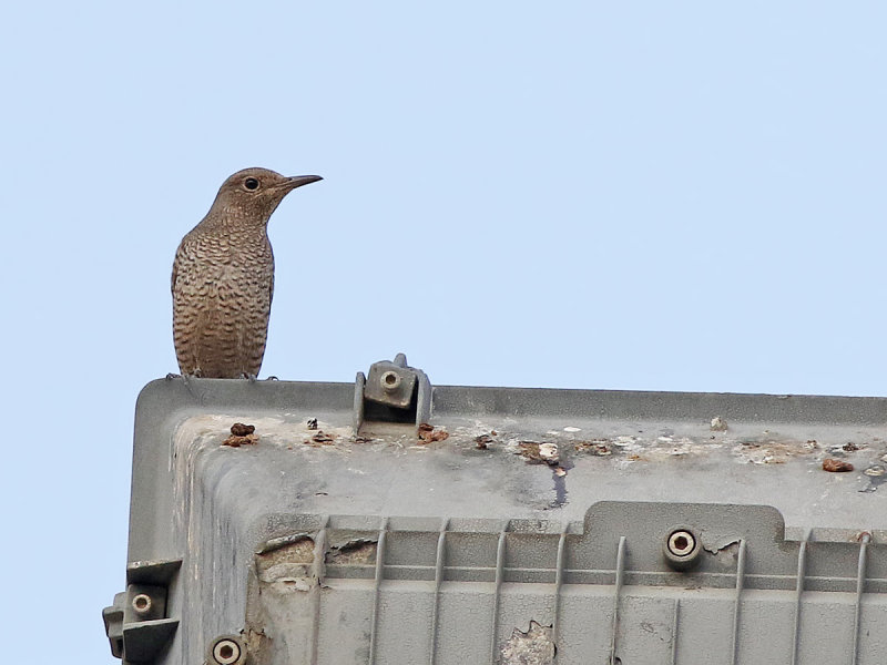 Blue rock-thrush (Monticola solitarius)