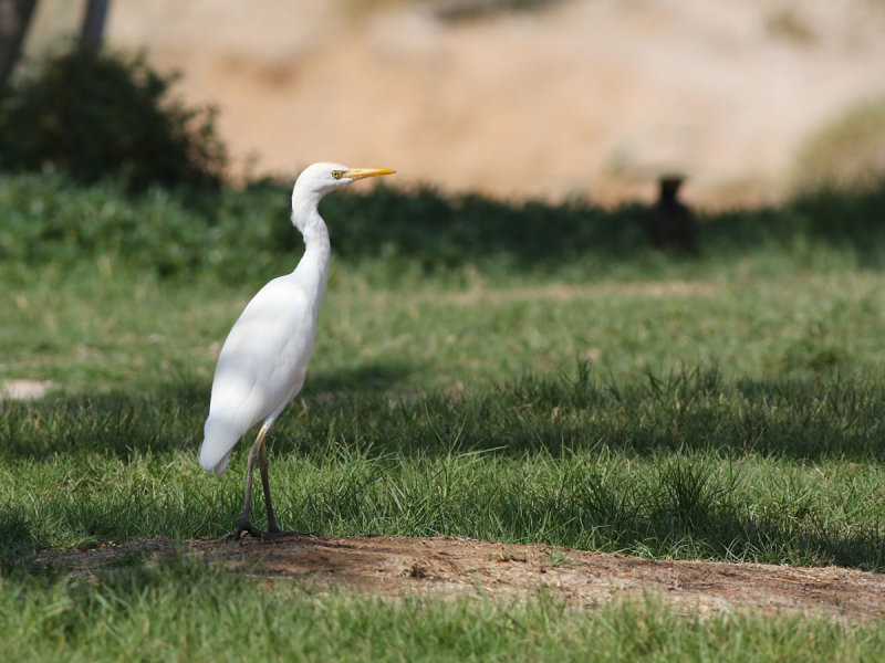 Cattle Egret (Bubulcus ibis) 