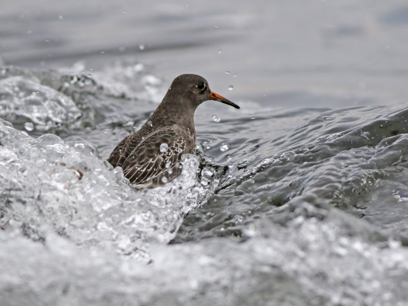 Purple Sandpiper (Calidris maritima)