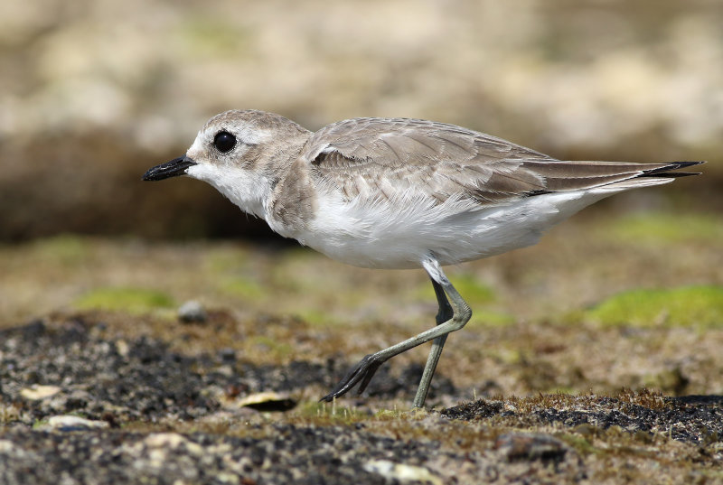 Lesser Sand Plover (Charadrius mongolus) 