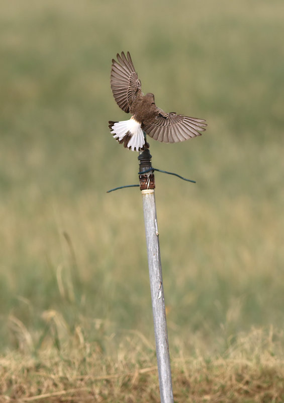 Pied Wheatear (Oenanthe pleschanka)