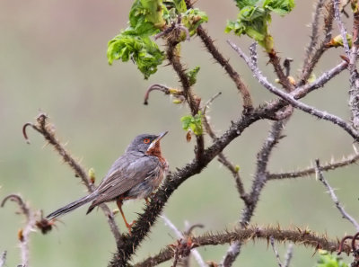 Rödstrupig sångare - Eastern Subalpine Warbler (S.c. albistriata)