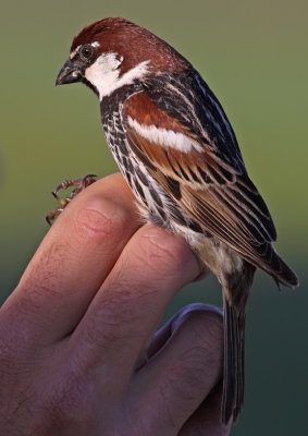 Spansk sparv - Spanish Sparrow (Passer hispaniolensis)