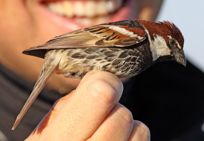 Spansk sparv - Spanish Sparrow (Passer hispaniolensis) 