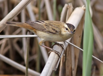 Svsngare - Sedge Warbler (Acrocephalus schoenobaenus)