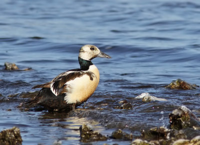 Alfrrdare - Steller's Eider (Polysticta stelleri)