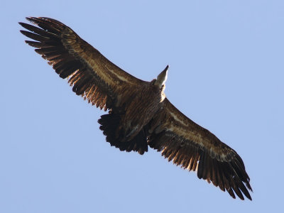 Gåsgam - Griffon Vulture (Gyps fulvus)