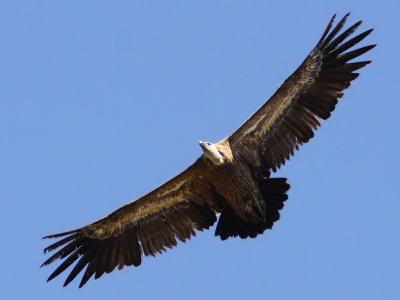 Gsgam - Griffon Vulture (Gyps fulvus)