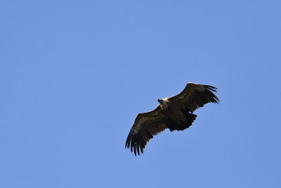 Gsgam - Griffon Vulture (Gyps fulvus)