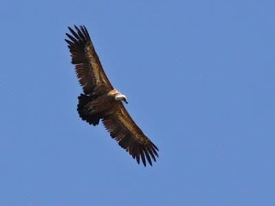 Gåsgam - Griffon Vulture (Gyps fulvus)