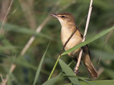 Trastsngare - Great Reed Warbler (Acrocephalus arundinaceus)