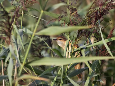 Trastsngare - Great Reed Warbler (Acrocephalus arundinaceus)