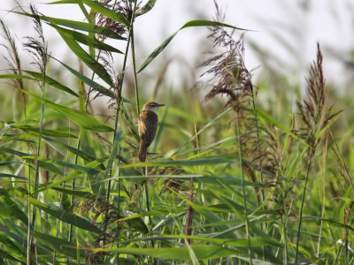 Trastsngare - Great Reed Warbler (Acrocephalus arundinaceus)